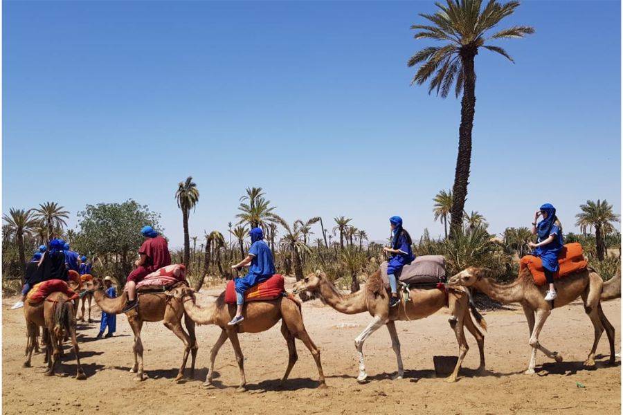 Катание на багги с адреналином и на верблюде в Palmeraie Marrakech